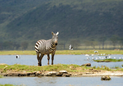 3 Days Tanzania (Serengeti- Ngorongoro)
