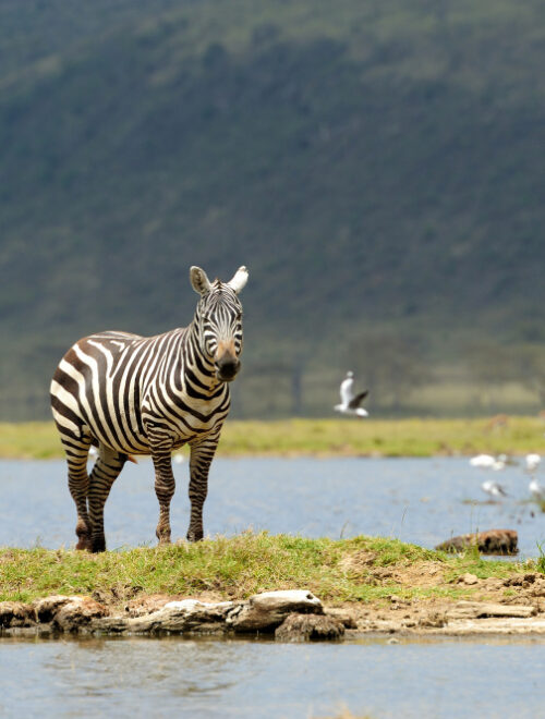 3 Days Tanzania (Serengeti- Ngorongoro)