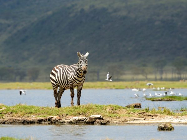 3 Days Tanzania (Serengeti- Ngorongoro)