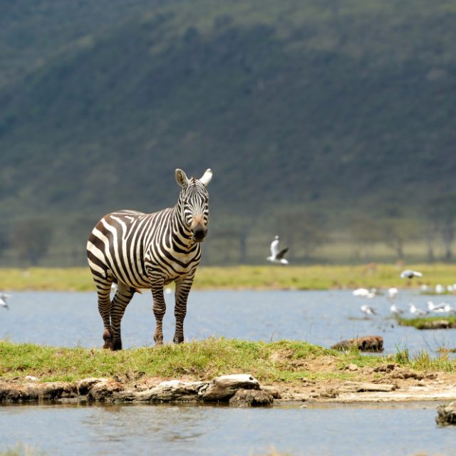 3 Days Tanzania (Serengeti- Ngorongoro)