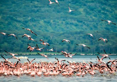 4-Day Maasai Mara & Lake Nakuru Adventure