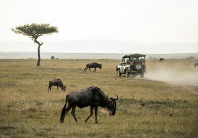 3-Day Maasai Mara Explorer: The Heart of the African Savannah