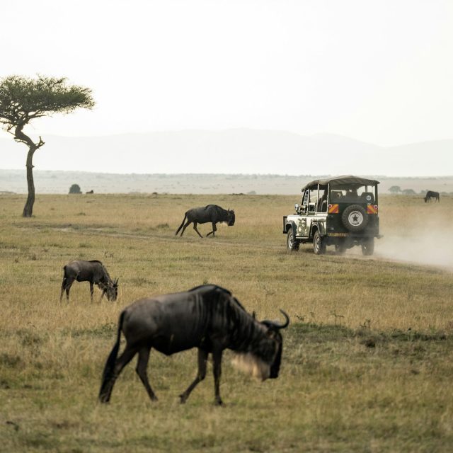 3-Day Maasai Mara Explorer: The Heart of the African Savannah