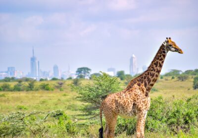 Nairobi National Park: The “Skyline Safari” (Half-Day)