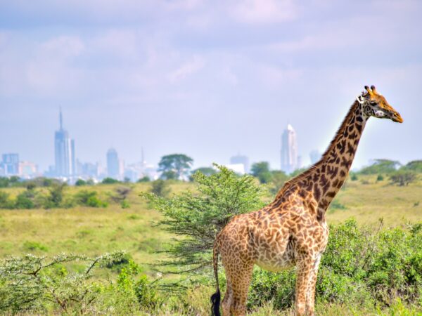 Giraffe Centre Excursion (Half Day)