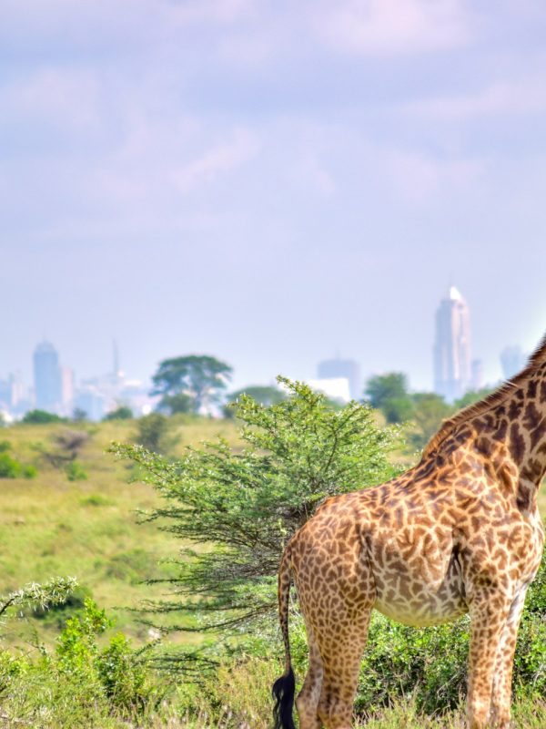 Giraffe Centre Excursion (Half Day)