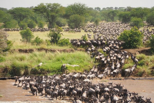 4 Day Tanzania Safari: Manyara, Ngorongoro & Serengeti