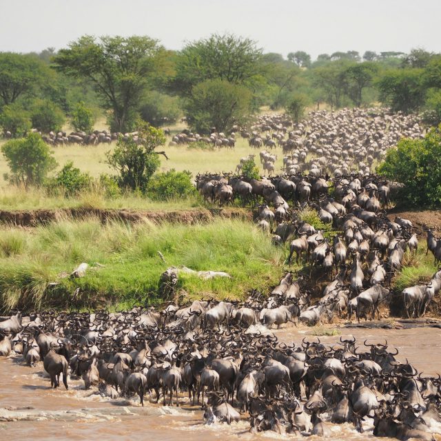 4 Day Tanzania Safari: Manyara, Ngorongoro & Serengeti