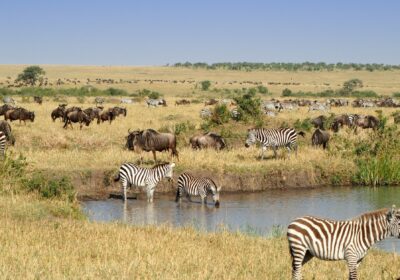 2-Day Special Maasai Mara Safari Package