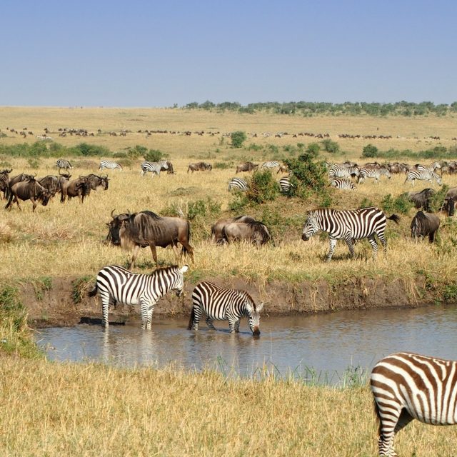 2-Day Special Maasai Mara Safari Package