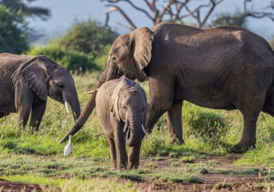 8-Day “Spirit of Kenya” Grand Safari