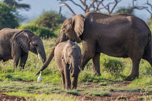 8-Day “Spirit of Kenya” Grand Safari