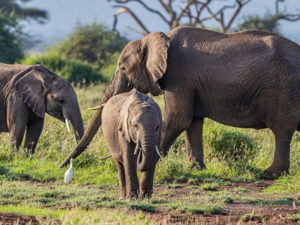 8-Day “Spirit of Kenya” Grand Safari
