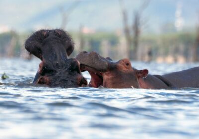 6-Day “Famous Safari”: The Grand Kenya Circuit
