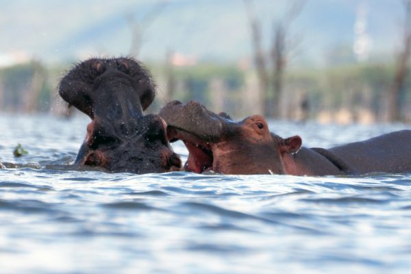 6-Day “Famous Safari”: The Grand Kenya Circuit