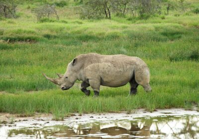 1-Day Lake Naivasha: Boating & Walking Safari