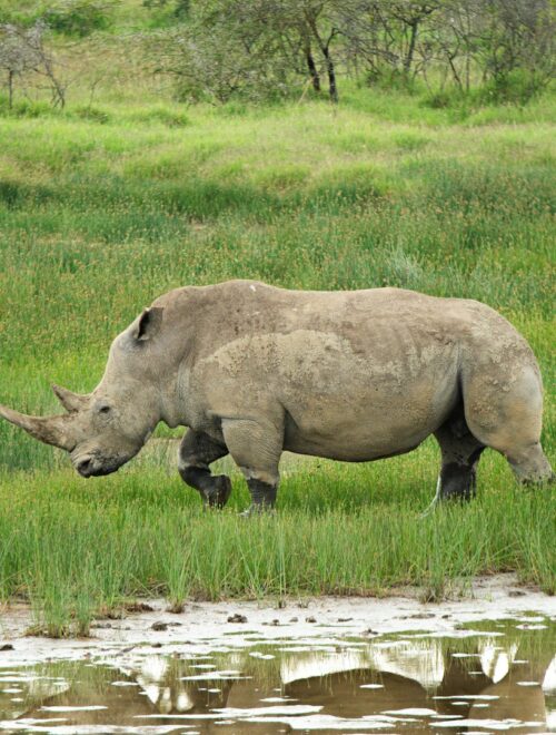 1-Day Lake Naivasha: Boating & Walking Safari