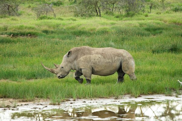 1-Day Lake Naivasha: Boating & Walking Safari