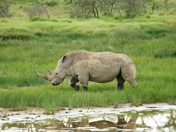 1-Day Lake Naivasha: Boating & Walking Safari