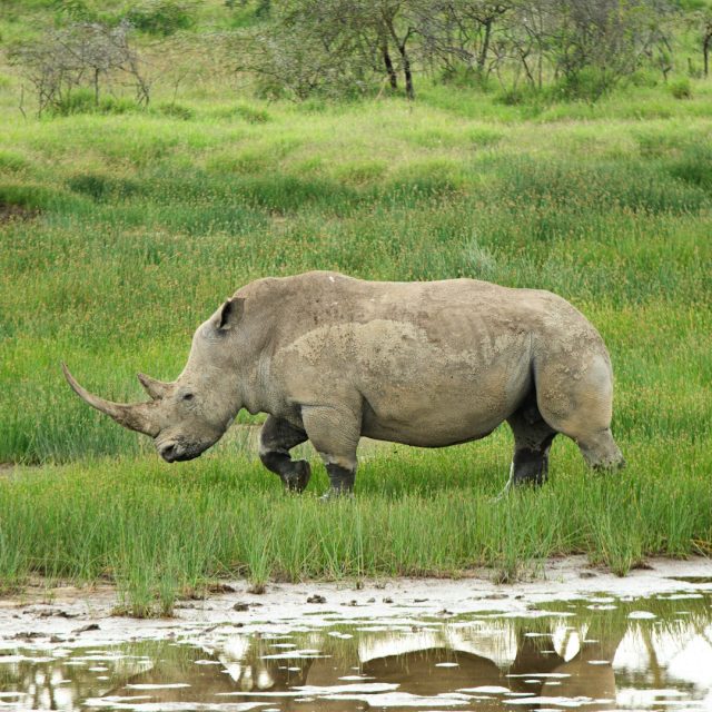 1-Day Lake Naivasha: Boating & Walking Safari